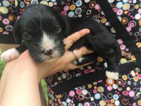 Cavapoo Adorable Babies! Hypoallergenic and non shedding!