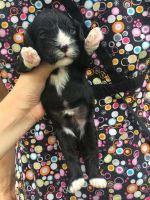 Cavapoo Adorable Babies! Hypoallergenic and non shedding!