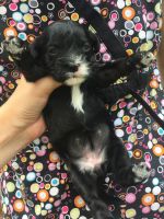 Cavapoo Adorable Babies! Hypoallergenic and non shedding!