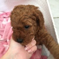 Ruby Red Health Tested Toy Cavapoo Babies