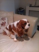 Rare-tri Colour Cavapoos