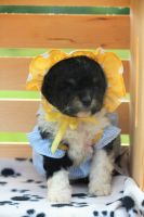 Tri-Color female Cavapoo puppy