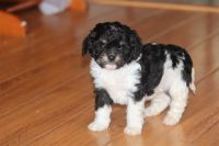 Tri-Color female Cavapoo puppy