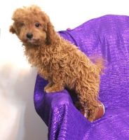 Cavapoo puppies available now. Text (***) ***-***2
