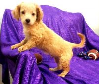 Cavapoo puppies available now. Text (***) ***-***2