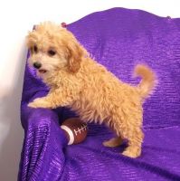 Cavapoo puppies available now. Text (***) ***-***2