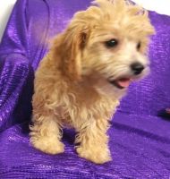 Healthy Cavapoo Puppies For Sale