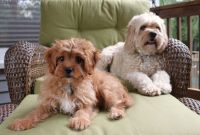 Beautiful Cavapoo Puppies For Sale. Text (***) ***-***7