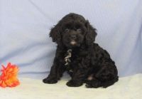 Cavapoo puppies For Lovely Family Homes