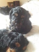 Beautiful Black And Tan Phantom Girl Cavapoo