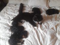 Beautiful Black And Tan Phantom Girl Cavapoo