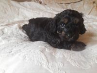 Beautiful Black And Tan Phantom Girl Cavapoo