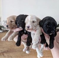 Cavapoo Pups From Dna Tested Parents