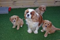 Cavapoo Pups From Dna Tested Parents