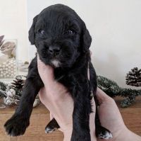 Cavapoo Pups From Dna Tested Parents