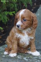 Super cute Cavapoo Puppies Set And Ready
