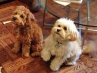 Super cute Cavapoo Puppies Set And Ready