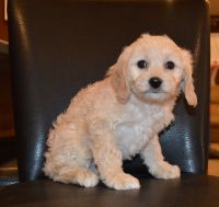 2nd generation male cavapoo puppy available