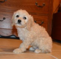 2nd generation male cavapoo puppy available