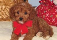 Male and female Cavapoo puppies