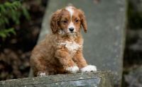 Lovely Cavapoo puppies puppies