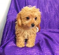 Male and female Cavapoo puppies available