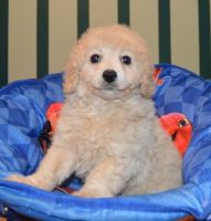 Lovely male and female Cavapoo puppies