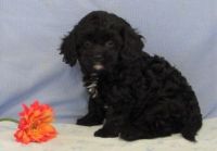Very cute and lovable Cavapoo puppies