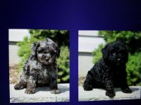Cavapoo puppies