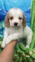 Cavapoo Adorable Babies