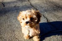 male and female cavapoo puppies