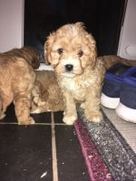 Cavapoo Puppies for Sale(***) ***-***2