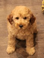 Gorgeous Cockapoo Puppies! Ready Now!