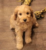 Gorgeous Cockapoo Puppies! Ready Now!