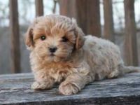Stunning Golden Cavapoo Puppies ***