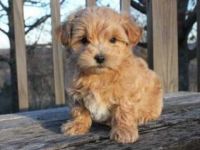 Stunning Golden Cavapoo Puppies ***