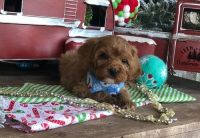 Boys and girls Cavapoo puppies for sale.