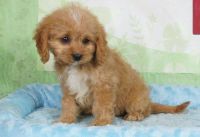 APRI Cavapoo Puppies