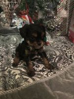 Top Home Trained Cavapoo Puppies.