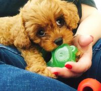 Beautiful Cavapoo