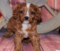 Top quality Cavapoo puppies. Text (***) ***-***2