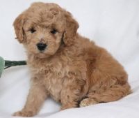 Milo is a male Cavapoo puppy that is ready to be adopted.