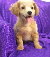 Beautiful Cavapoo Puppies For Sale