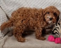 AKC registered dark red Cavapoo girls