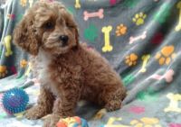 Lovely Cavapoo Puppies For Sale.