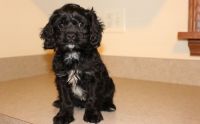 Lovely Cavapoo Puppies For Sale.
