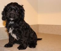 Adorable Cavapoo Puppies For Sale.