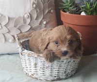 cavapoo puppies