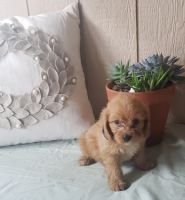 cavapoo puppies