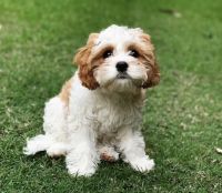 Cavapoo for sale